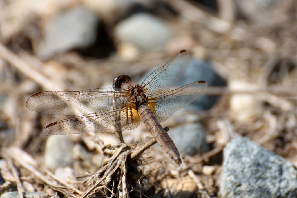 Tutte Crocothemis erythraea?